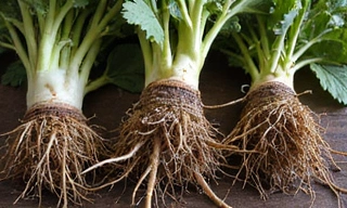 Korzenie roślinne