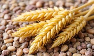 Kłosy zbóż i nasiona