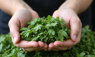 Zbiory świeżych ziół