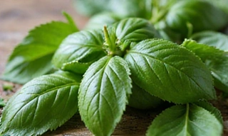 Świeże zioła i liście